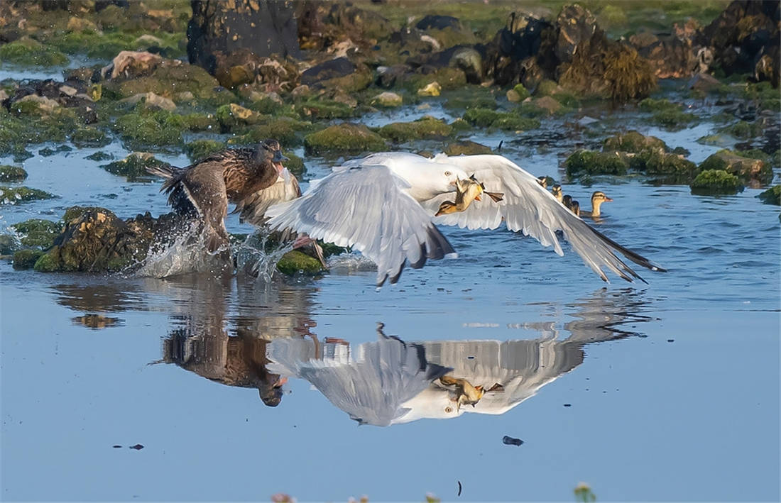 叼鱼狼捕捉小野鸭被母鸭追着打装死后叼走小鸭却被啄瞎了眼