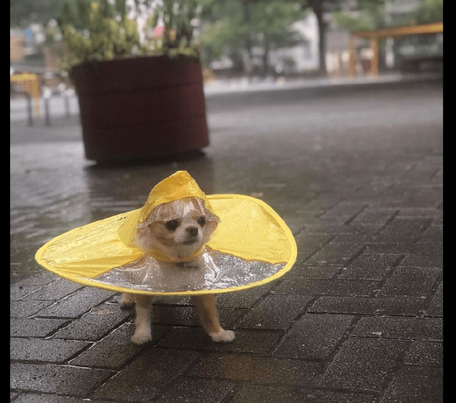 主人给狗买了个雨衣,穿着出去它很疑惑:下雨天我可以不出门的!