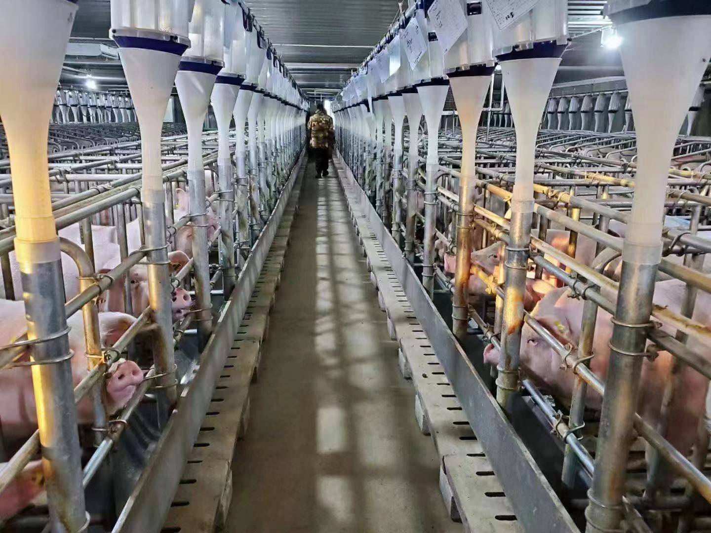 走县域 看发展丨德惠:突出特色做活产业"大文章"_建设_长春_肉鸡