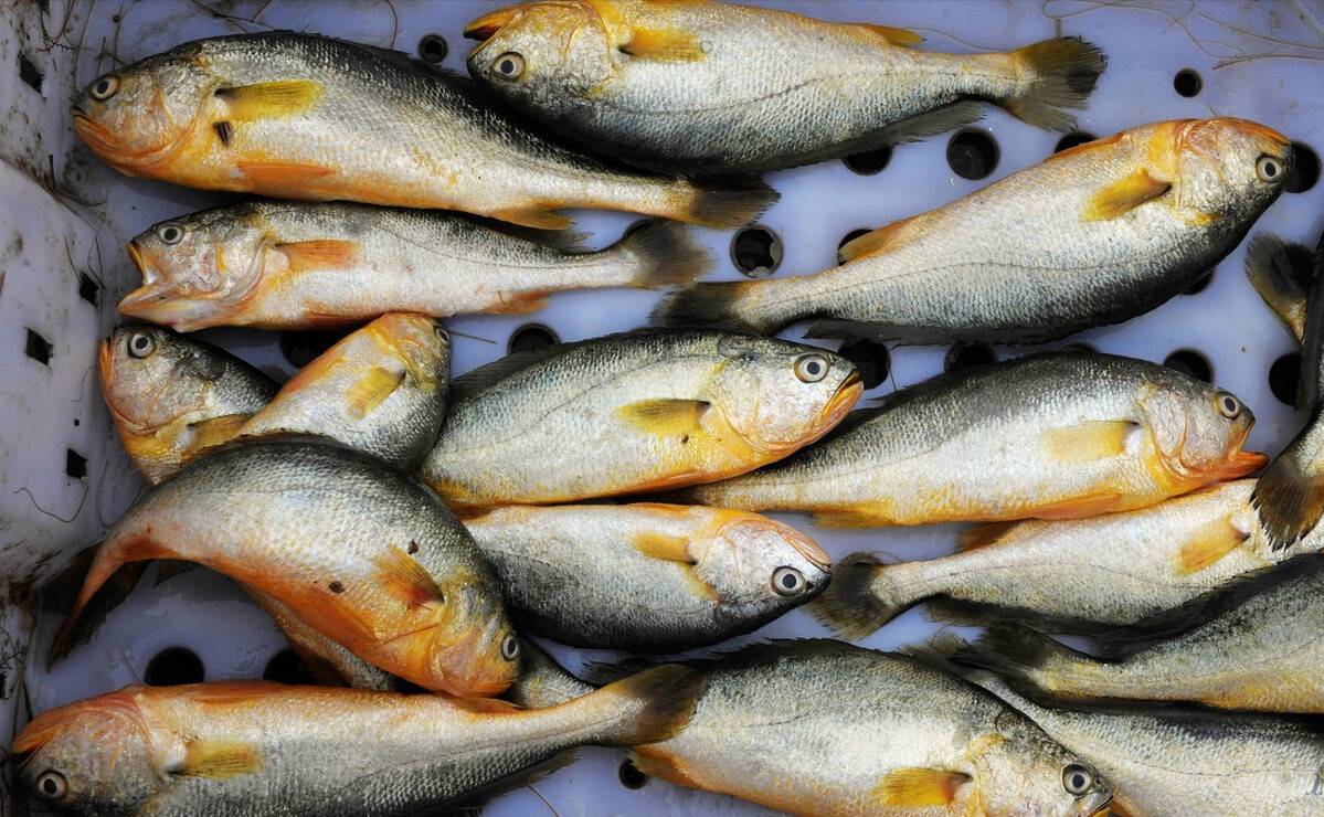 原创海洋荒漠化我国放流30多年为啥始终扶不起一条鱼