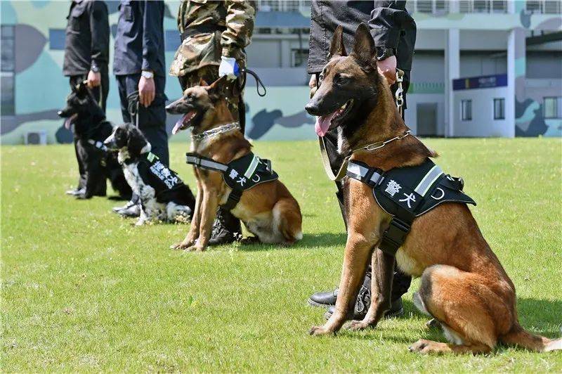 探秘警犬訓練這大概是常州最帥的狗