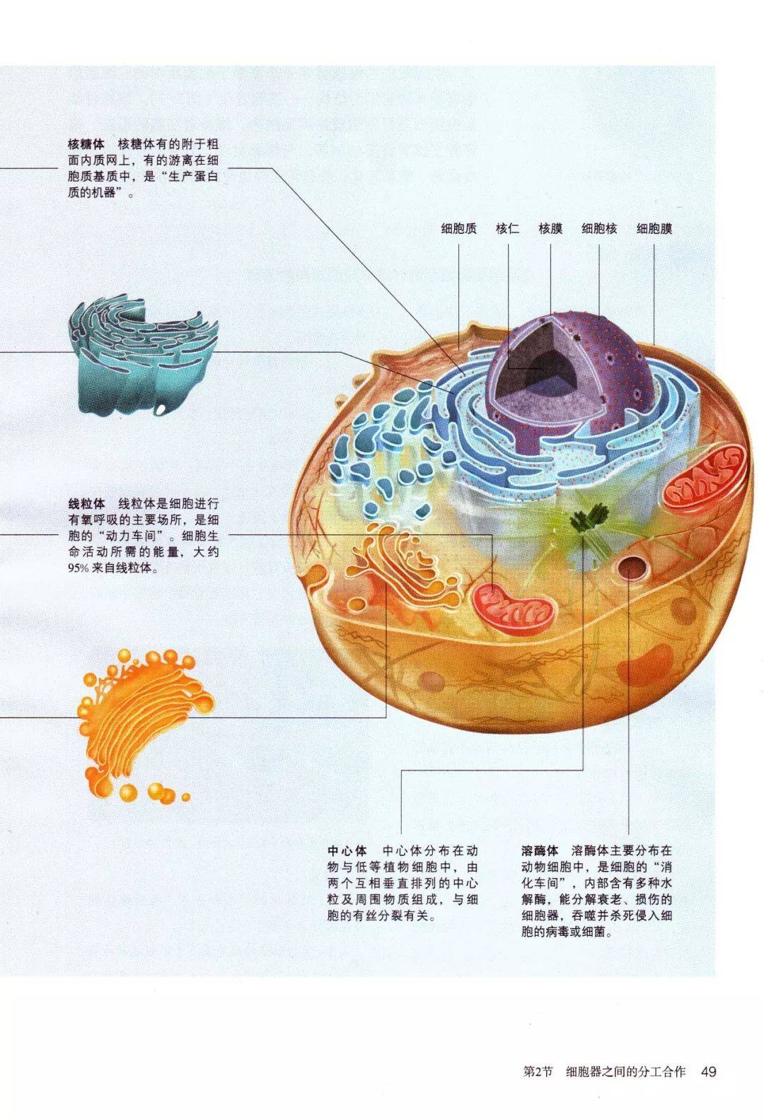 人教版高中生物必修一《分子与细胞》电子课本(新教材pdf版)_资源