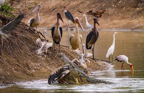 非洲虎鱼vs非洲鳄鱼 2个水中霸主