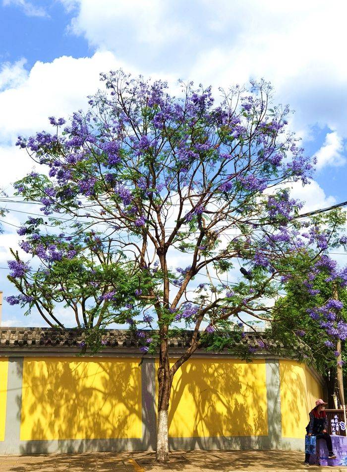 初夏到昆明感受蓝花楹的紫色浪漫