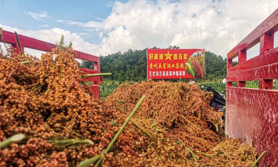 贵州酱图片