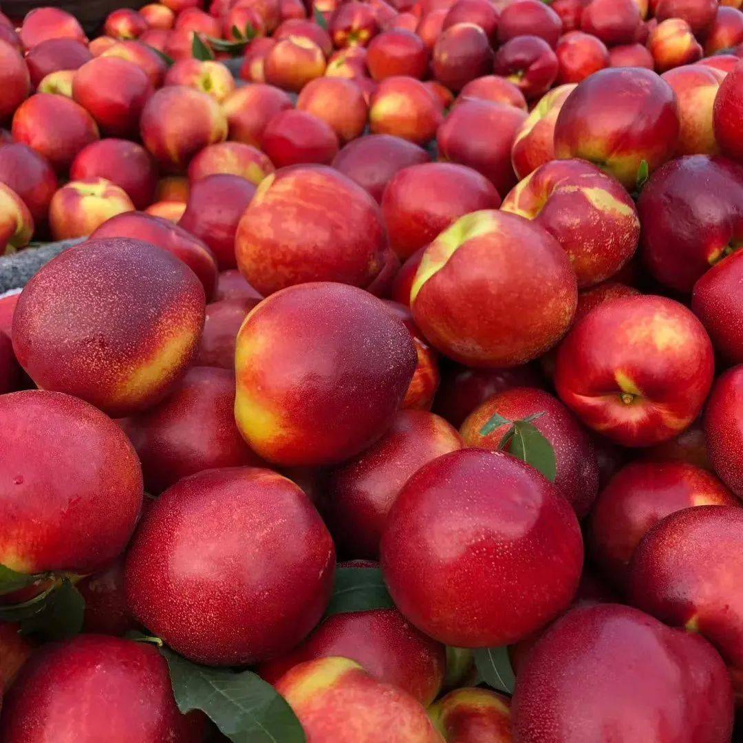 大荔油桃正当时,这个六月"桃"你欢心!_桃子_毛身_口感