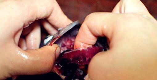 第3个要去掉的就是鱼喉骨,可能很多人不知道这个鱼喉骨是什么东西