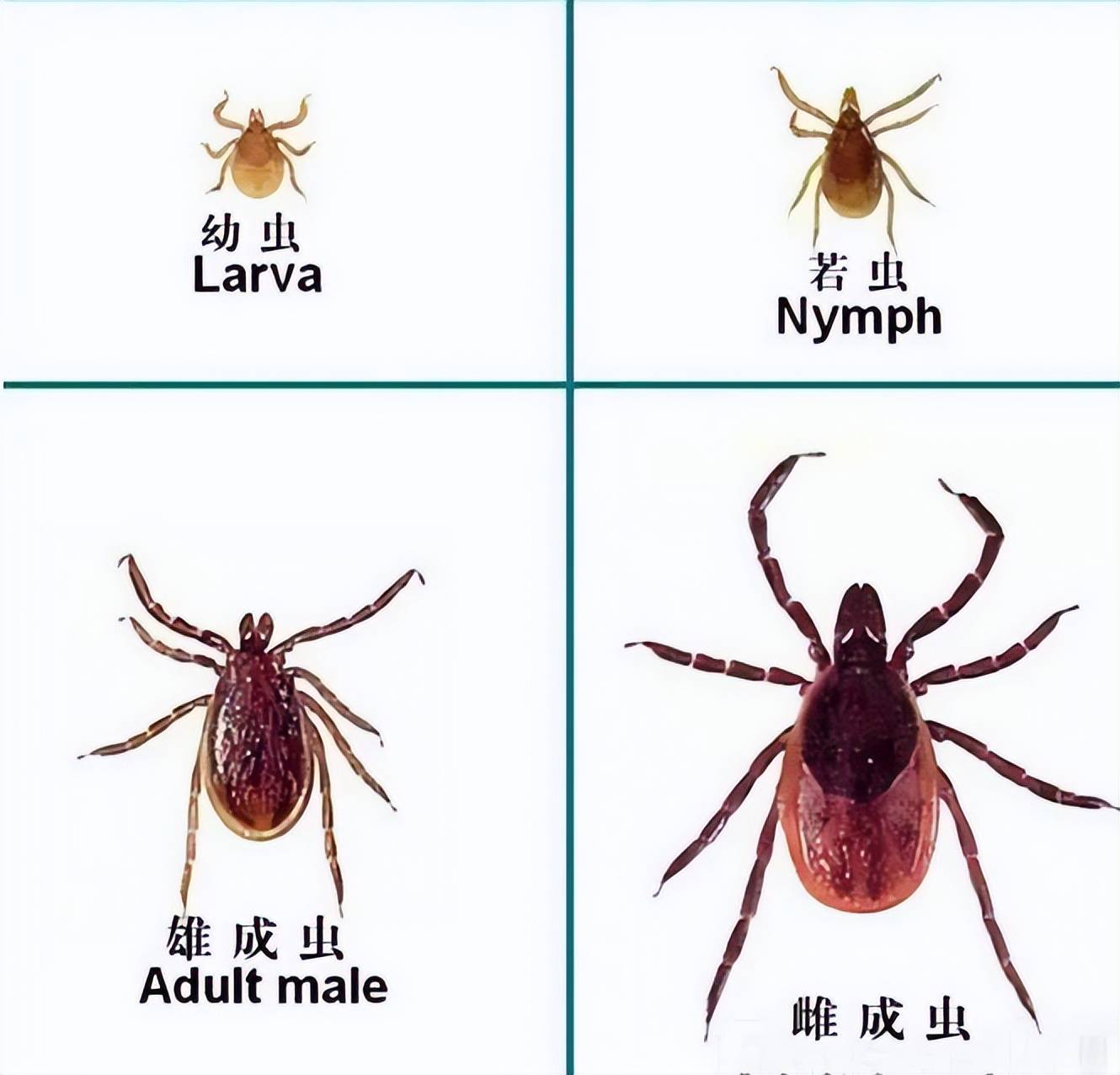 嗜血贪婪的草蜱子,让人印象深刻,其原型就是蜱虫,同样活跃于现实生活