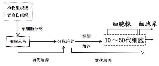 2.2 植物细胞系流程图秋水仙素,ch,2,4-d对分散细胞都有一定作用.