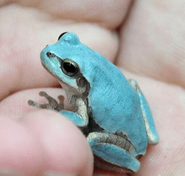 原创日本雨蛙天蓝色的青蛙你见过吗神奇动物在这里