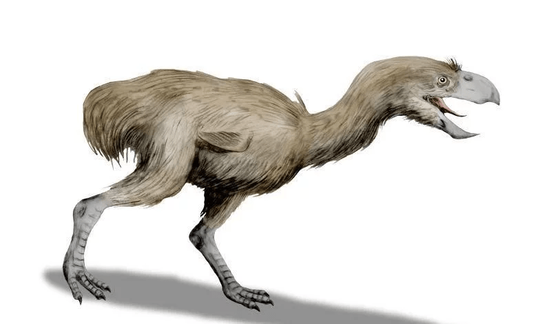 原创史前10大最危险的鸟类可捕食大象