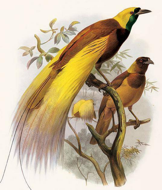 世界上最美的鸟，宛若天堂来的鸟，羽毛颜色瑰丽华美碾压孔雀