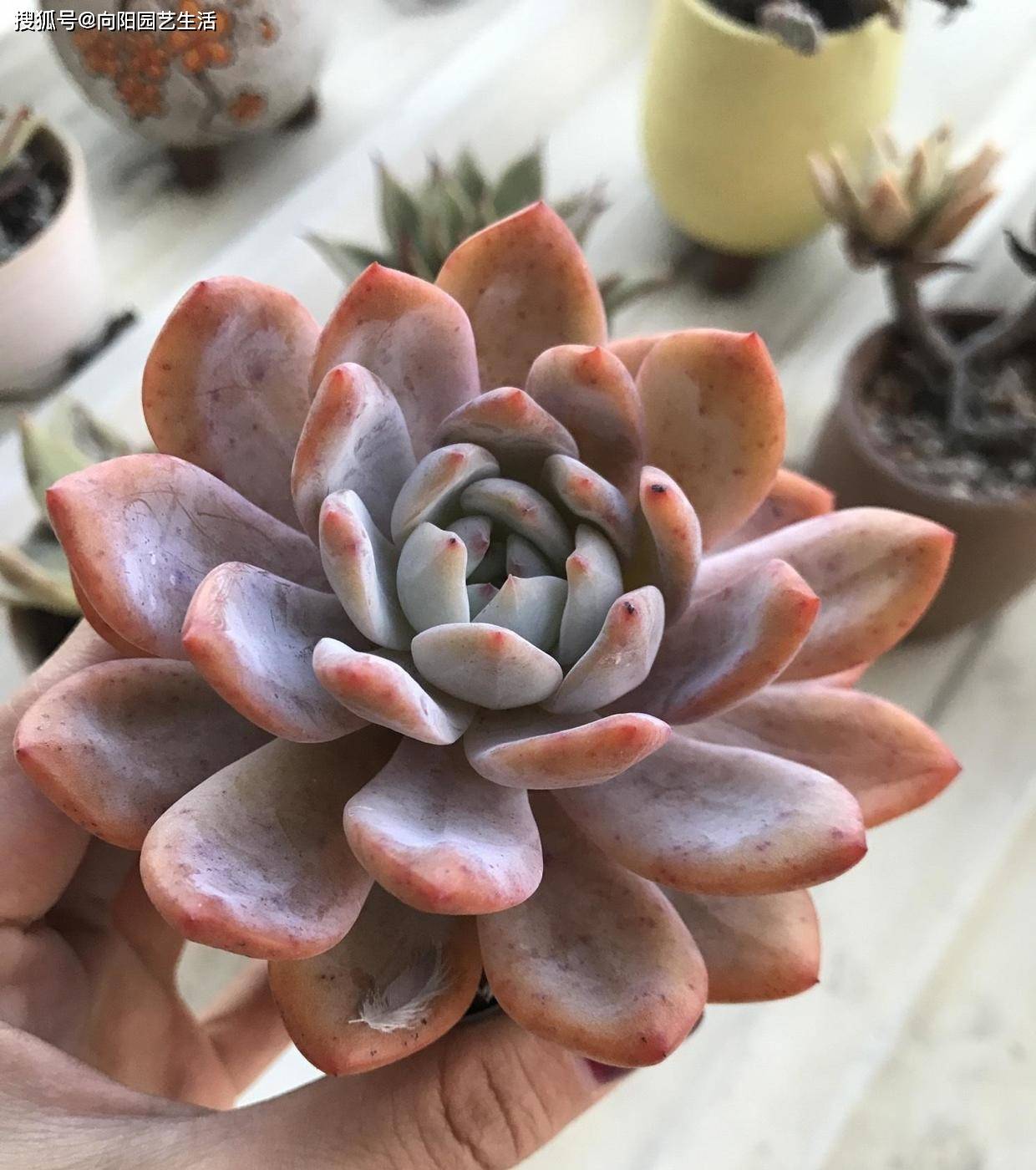 判断一棵橙梦露的好坏,也并不能只从外形上来观看