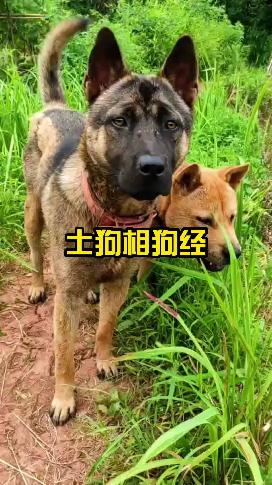 土狗相狗經