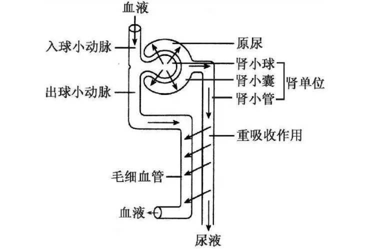 尿液的形成过程手绘图图片