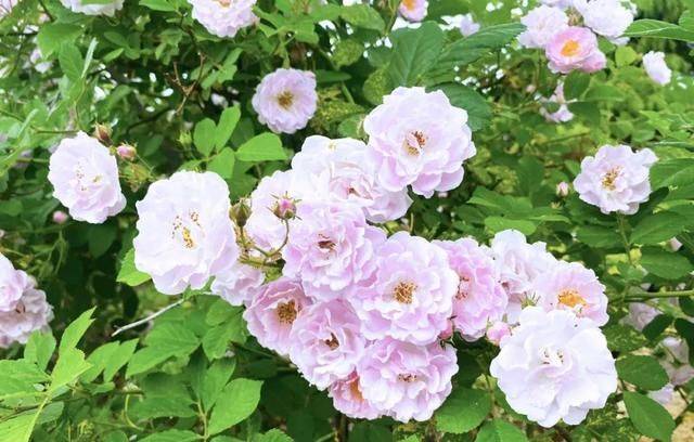 蔷薇花满架 不语也倾城 微风 花朵 叶叶柔