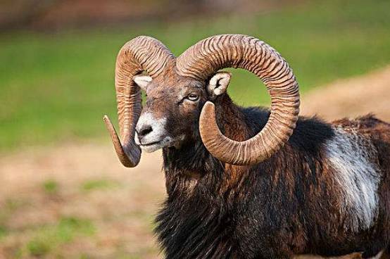 世界上最狠的羊躲过无数天敌却还是倒在自己的角上