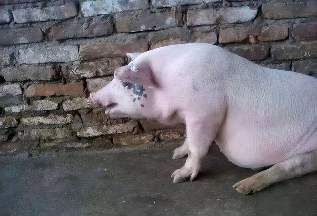 原创猪气喘用什么药猪咳嗽喘是怎么引起的猪咳嗽喘怎么回事