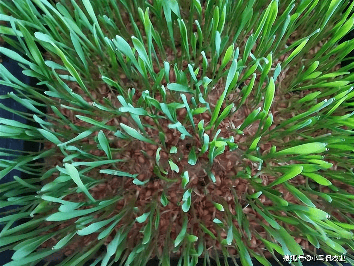 说起麦芽草养殖户们并不陌生,相比较普通牧草它营养成分高一些,榨汁后