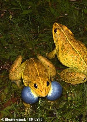 国外池塘惊现大量黄色青蛙个头很大一群一群地聚在池塘中