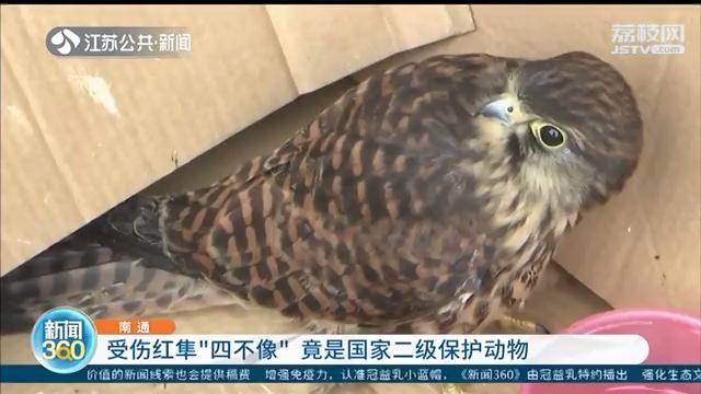 原创院里飞来四不像受伤小鸟竟是国家二级保护动物红隼