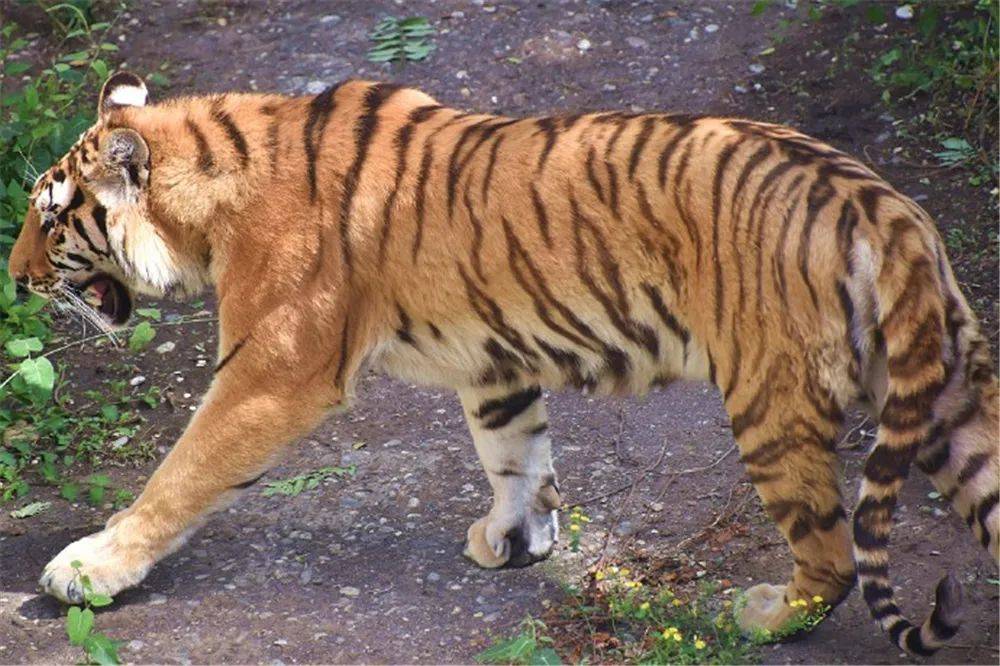 原创东北虎又进村了捕食一头重500多公斤的黄牛还咬死几只山羊