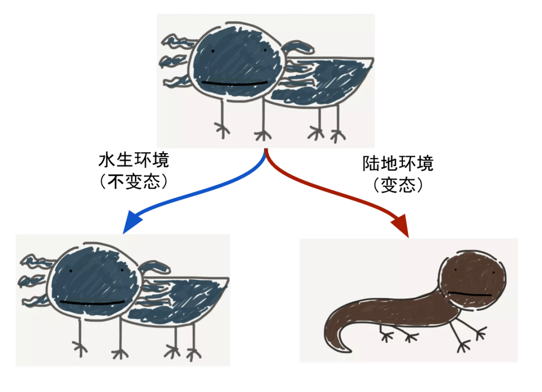 网红实验明星墨西哥美西螈变态或不变态的一生