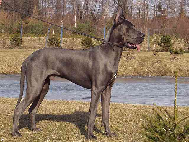 世界上体型最大的7种狗,每一只都是狗中"巨无霸"_马士_体重_cm