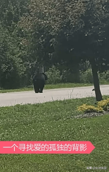 原创一只黑熊千里寻伴引国外网民花式喜爱