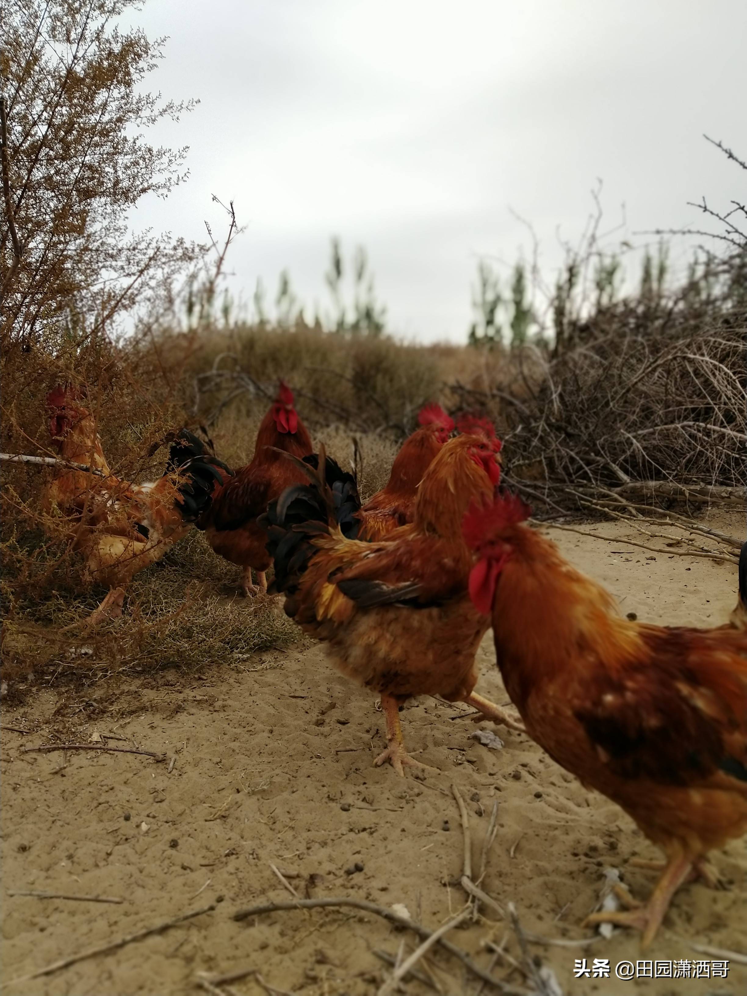原创农村老妈妈放养的红公鸡霸气十足沙漠觅食的健壮身姿令人叹服