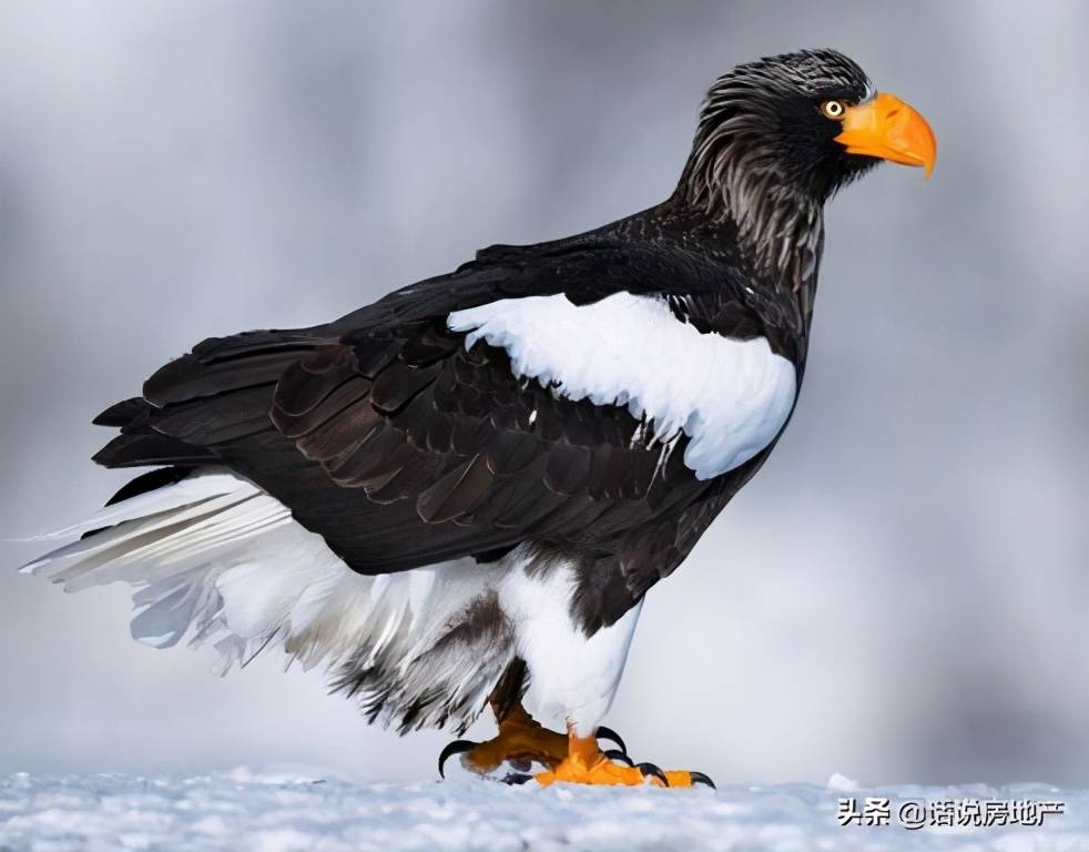 原创世界十大最凶猛的鹰排名金雕攻击迅猛鹰雕体型较大