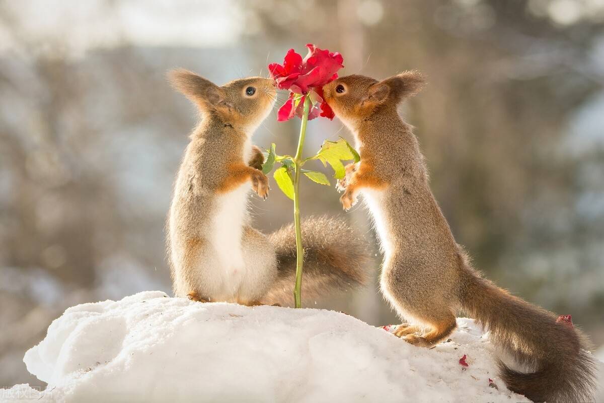 原创萌物出没一大波动物采花大盗来袭你被哪个萌到了