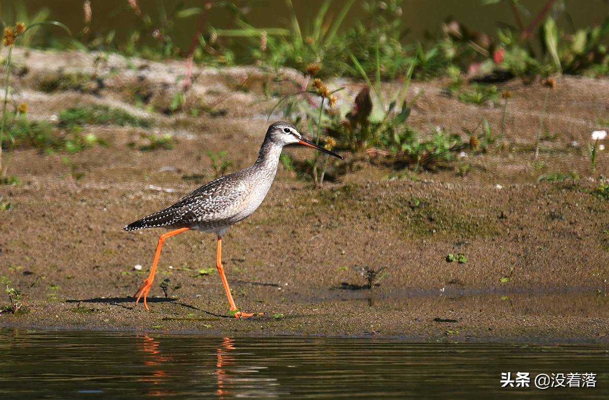 原创北京沙河拍鸟笔记长着一双美脚的鹤鹬49图