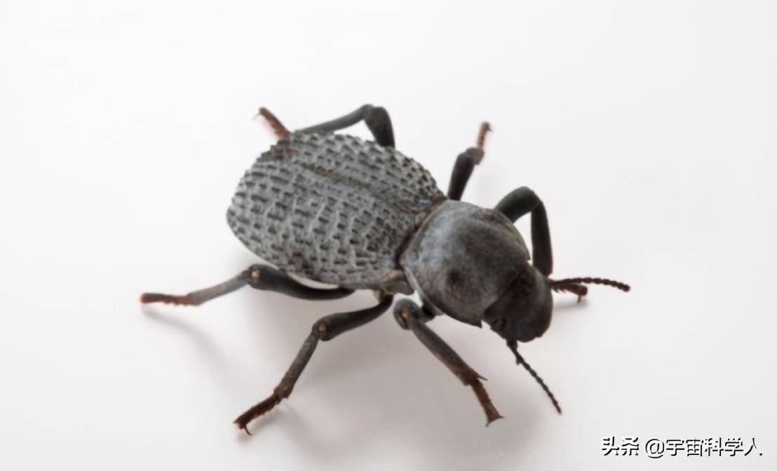 最坚硬的昆虫想踏扁它很难这么坚硬的盔甲是怎么长出来的