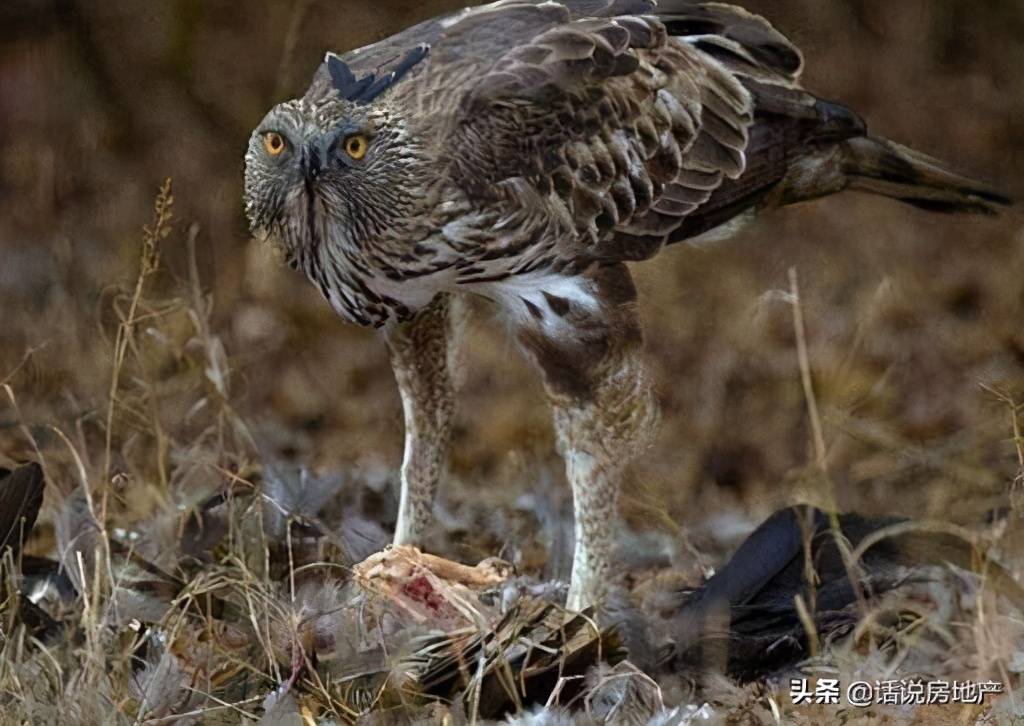 原創世界十大最兇猛的鷹排名金雕攻擊迅猛鷹鵰體型較大