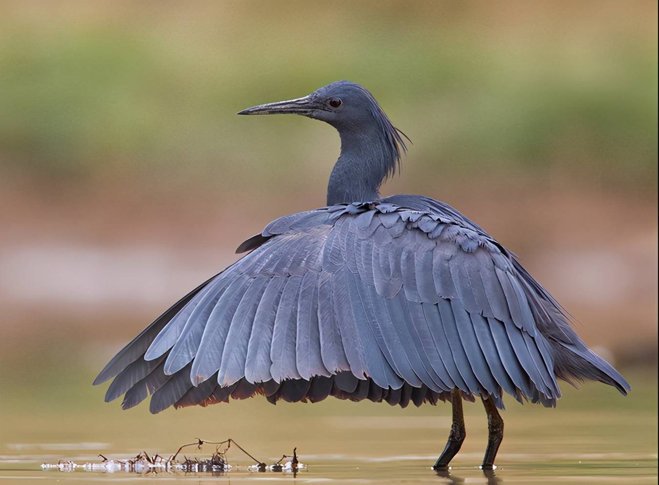 拥有捕鱼独门绝技为鱼儿撑太阳伞将自己做成笼子捕鱼的黑鹭