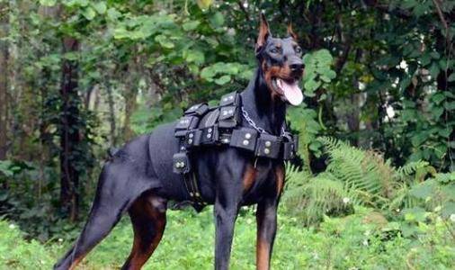 中国六大知名警犬你最喜欢哪一种