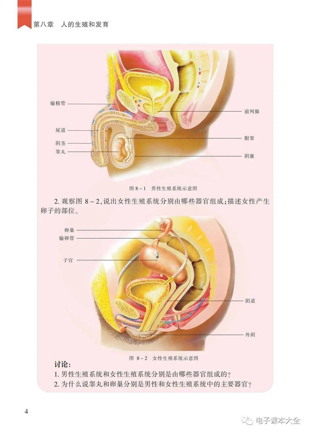 苏教版七年级下册生物电子课本教材