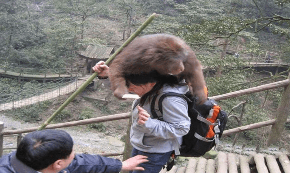峨眉山“人猴大战”频发，猴王被击毙，为什么猴子时常攻击游客？