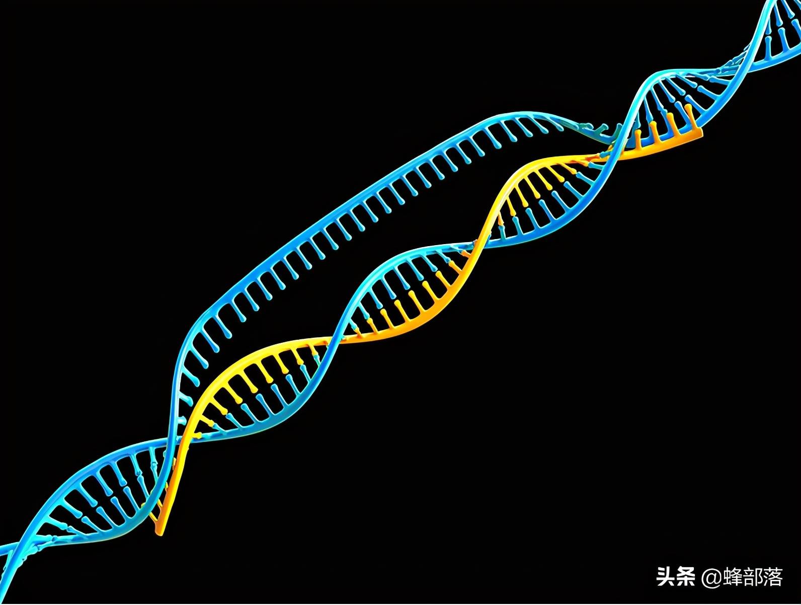 原创蜜蜂的性别由食物决定谣言染色体才是决定蜜蜂性别的因素