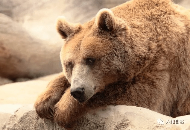 原创美一头棕熊成为年度最胖熊体重达635公斤像挺着啤酒肚