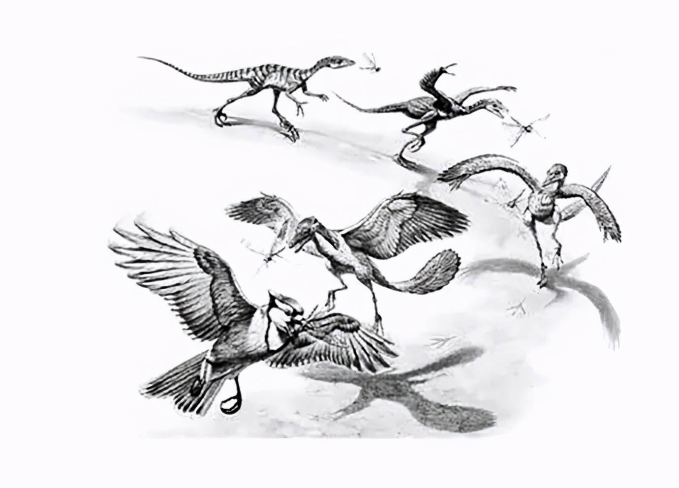 白底是一只始祖鸟恐龙插画图片素材_ID:423612441-Veer图库