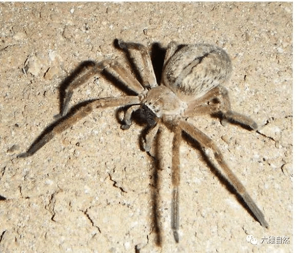 原创澳一猎人蛛爬进耳机躲藏男子带耳机才发现却驱赶不走只能丢弃