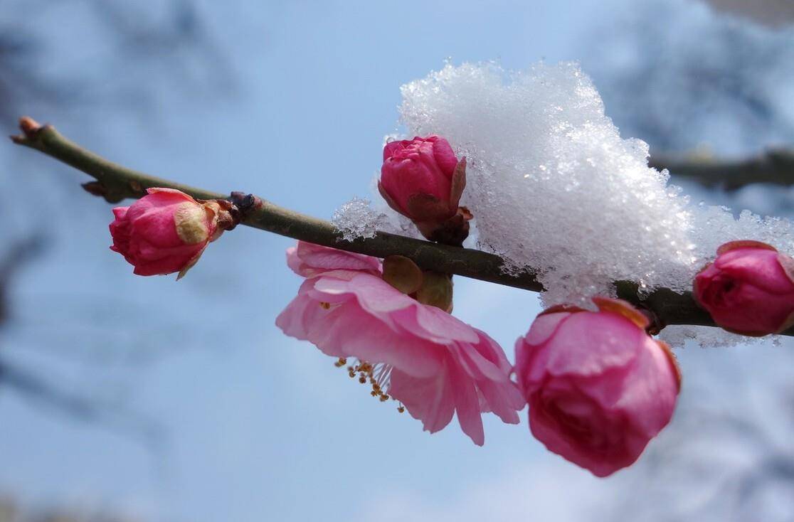 明丽雪梅诗词七首 雪里梅花春信息 冒雪寒梅春信传 桃李 风雪 开花
