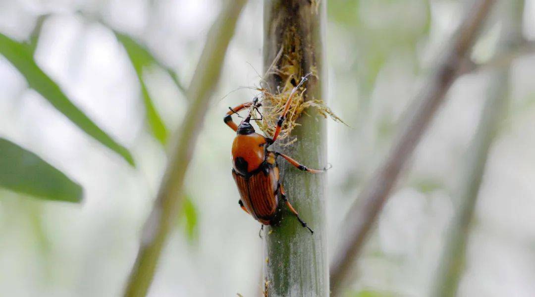 说起笋子虫,估计很多地方的朋友都没听过,但是四川的朋友应该听过,这