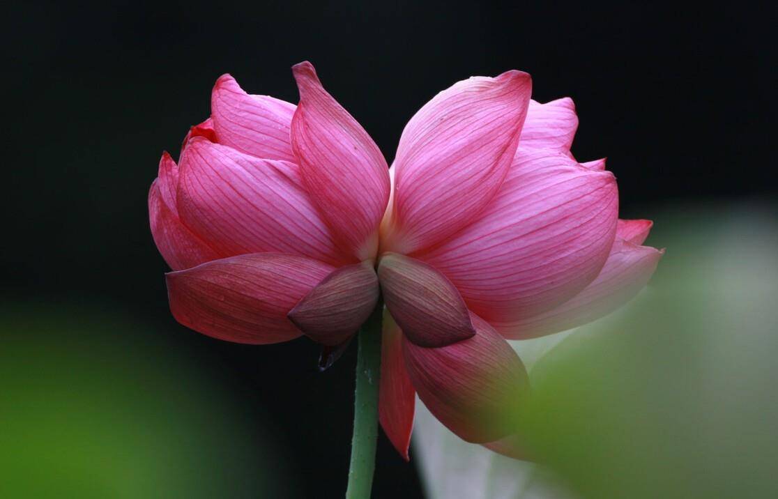 原创并蒂莲花诗词七首赏读 露湿红芳双朵重