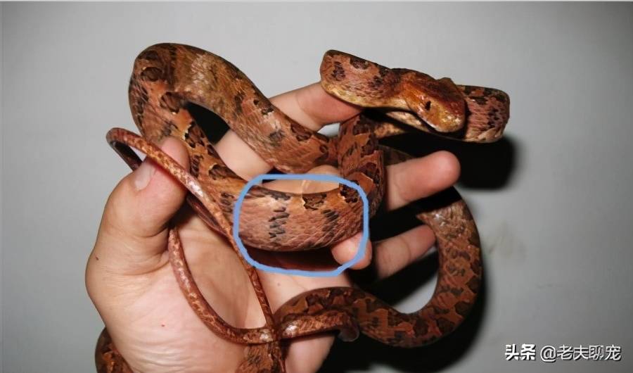 原创拟态高手冒充五步蛇几乎以假乱真可惜天衣有缝