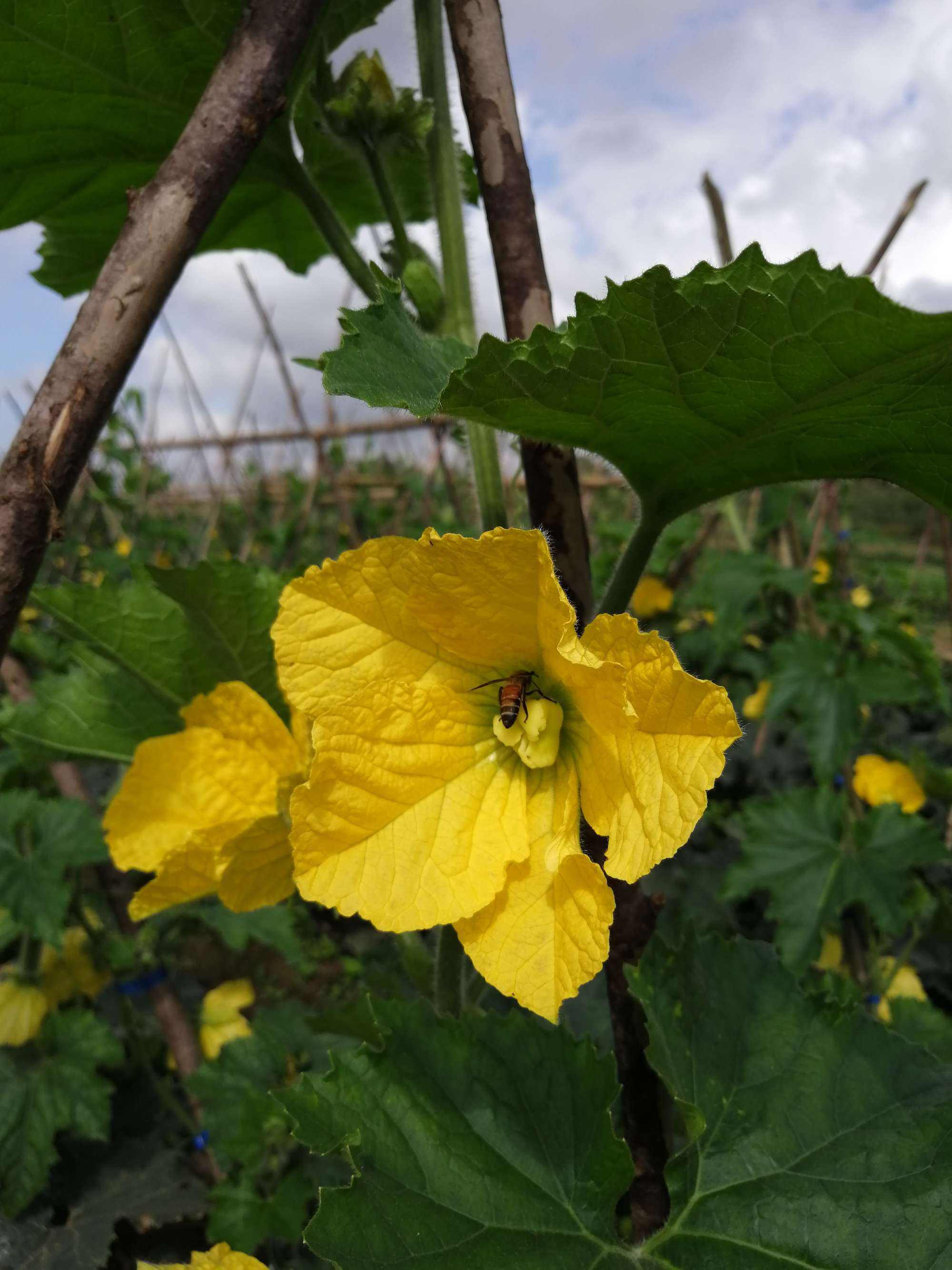 冬瓜授粉的最佳时间冬瓜授粉方法 落果 开花 温度