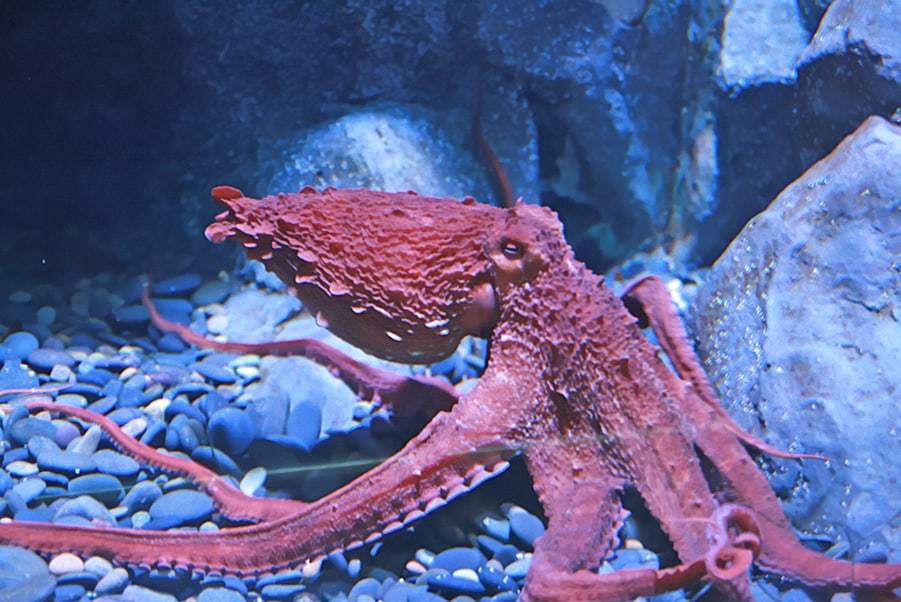 章鱼有多神奇这些技能让人类望尘莫及怪不得被称为外星生物