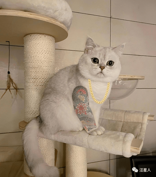 网友给猫p了一个花臂它身上得背了几条猫命